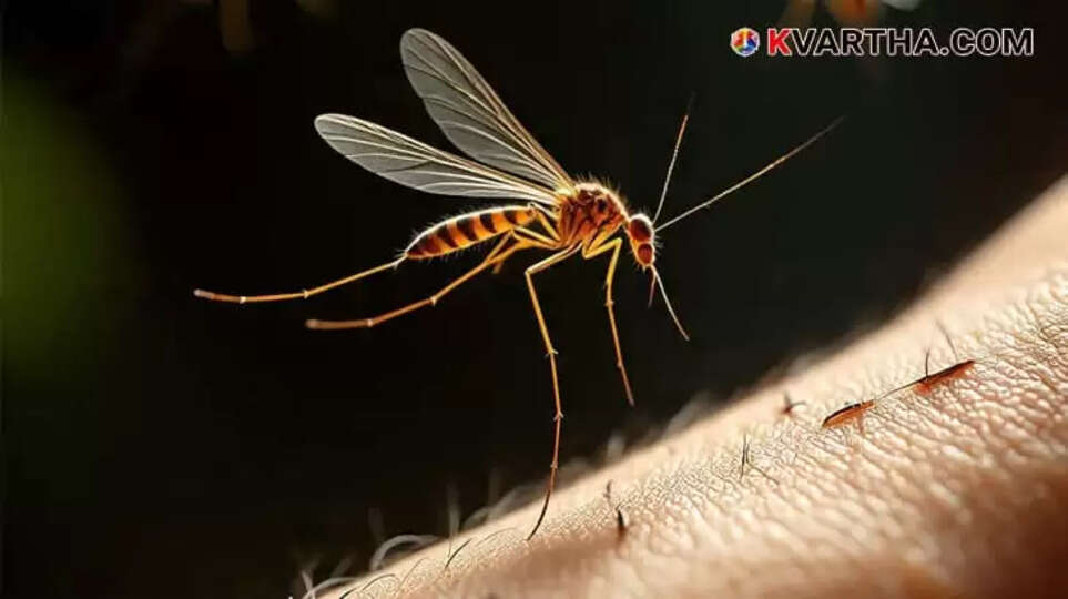 Three Members of a Migrant Family in Malappuram Test Positive for Malaria
