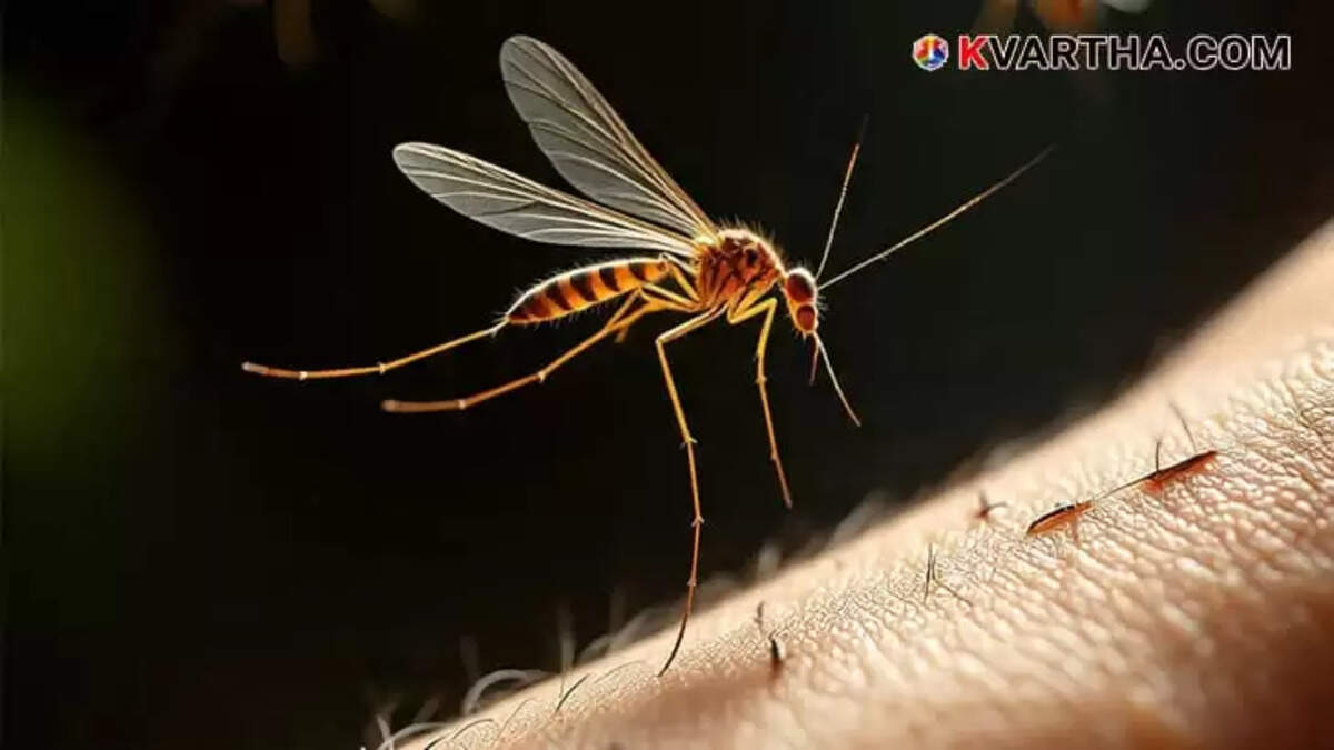 Three Members of a Migrant Family in Malappuram Test Positive for Malaria