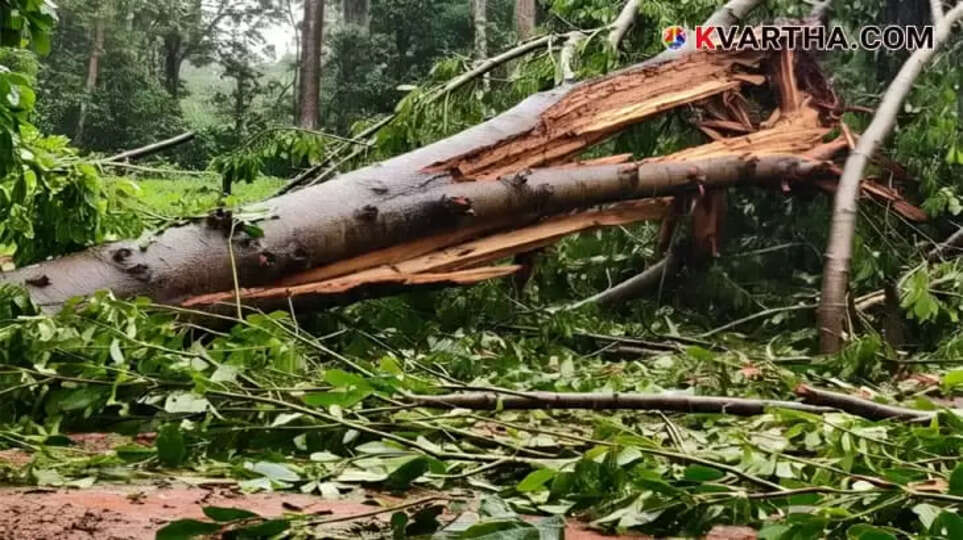 Image of a tree fallen due to heavy winds and rain in Kerala.