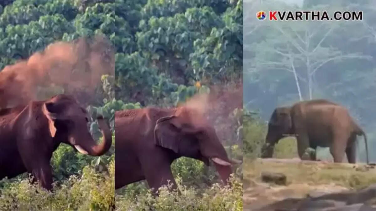 Athirappilly injured wild elephant rescue mission latest news primary treatment elephant ambulance