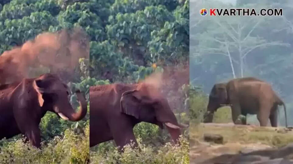 Athirappilly injured wild elephant rescue mission latest news primary treatment elephant ambulance