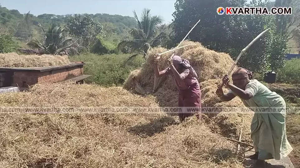 Tribal farmers harvesting ragi in Attappadi