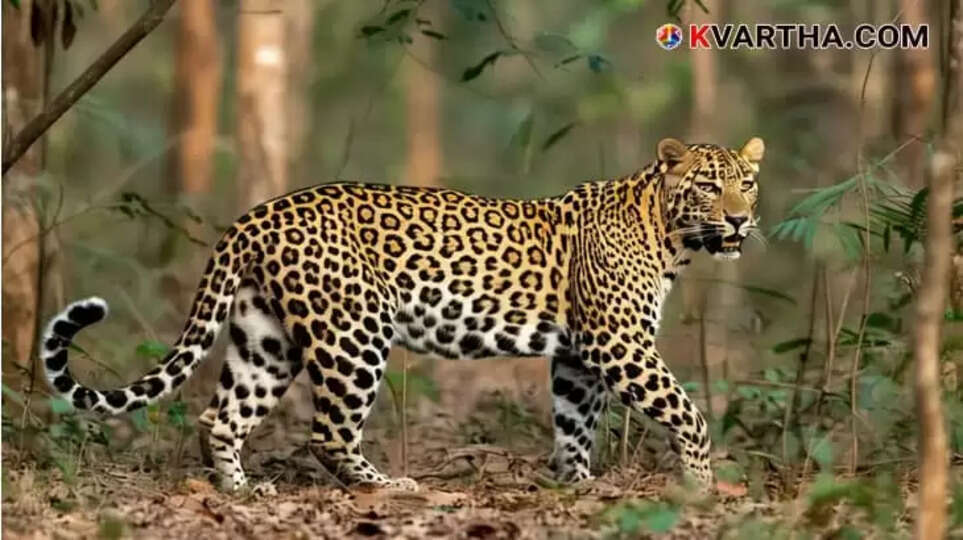Image Representing Four-Year-Old Girl Not Found After Alleged Leopard Attack in Valparai
