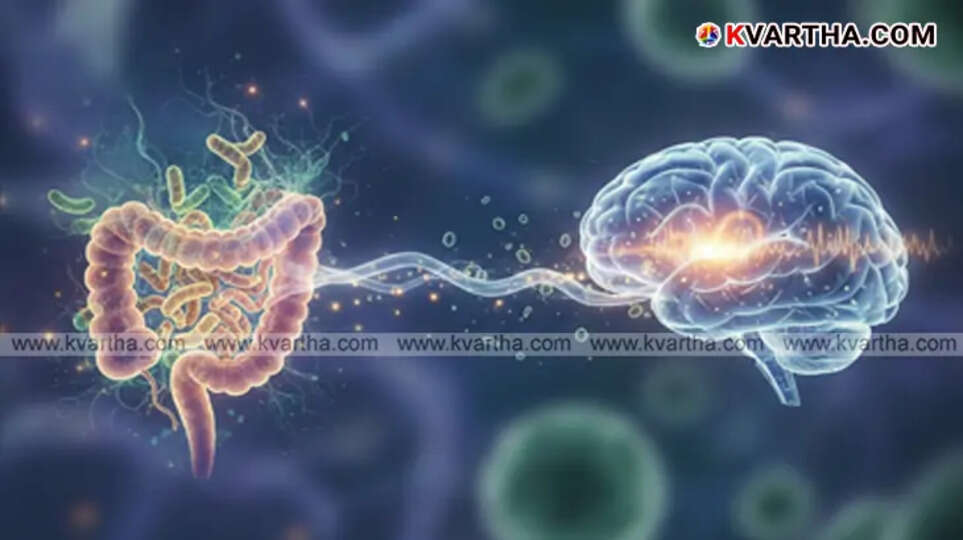 Diagram illustrating gut-brain axis and bacteria components entering the brain.&nbsp;