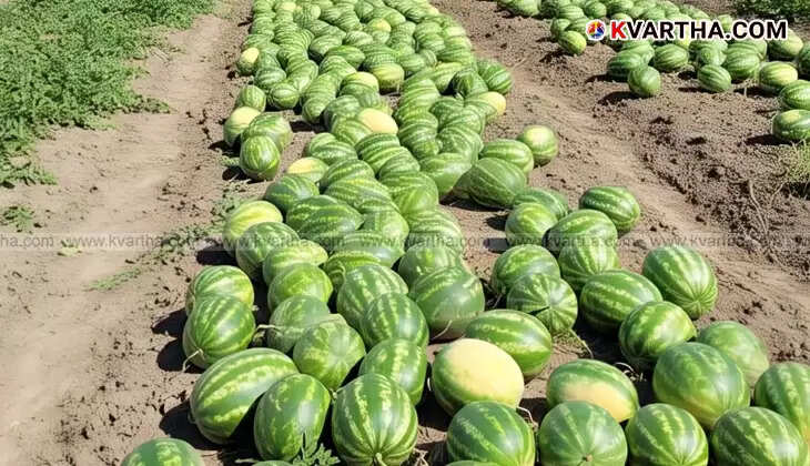 Homegrown watermelons