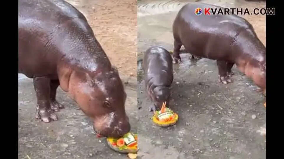 Who Will Win the US Presidential Election? Thai Hippo&rsquo;s Prediction Goes Viral