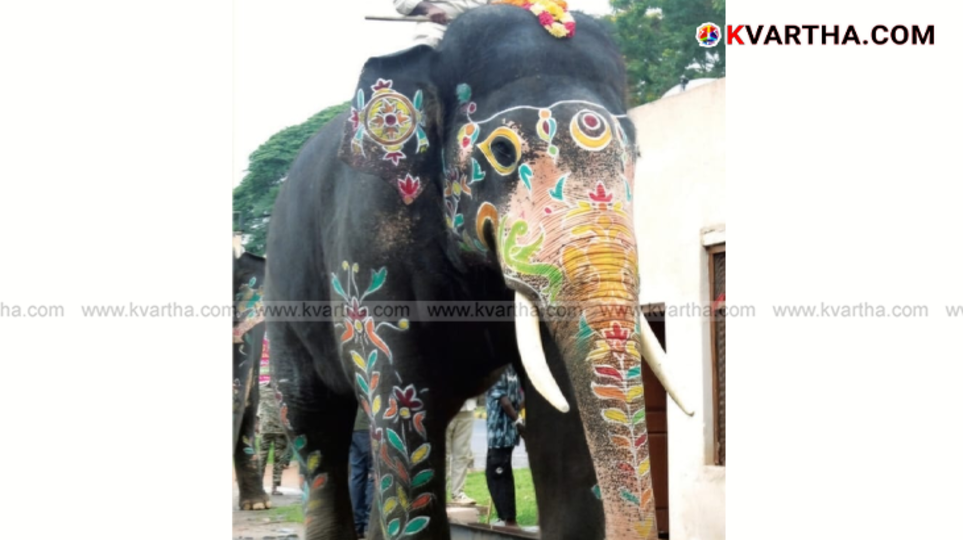 Bheeman elephant being weighed after Dasara