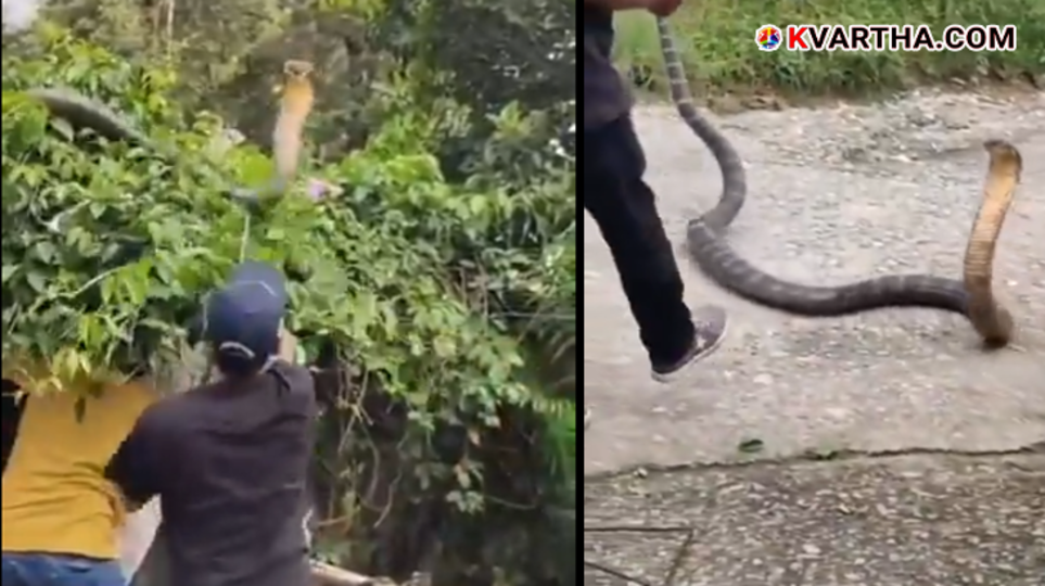  Forest officials capturing a large king cobra in Uttarakhand.