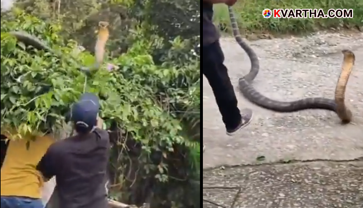 Forest officials capturing a large king cobra in Uttarakhand.