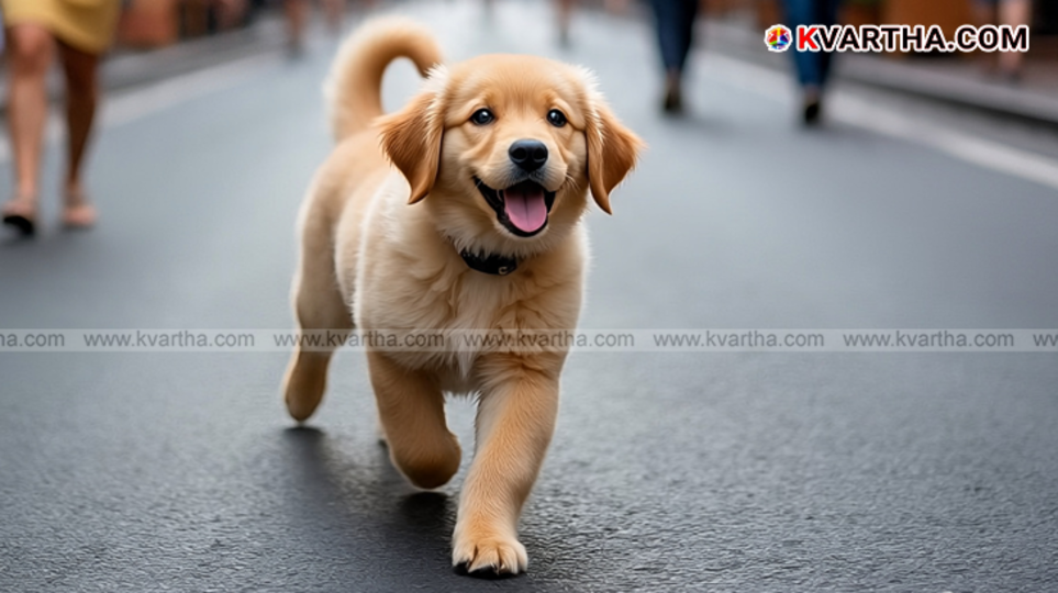  A generic image of a puppy.