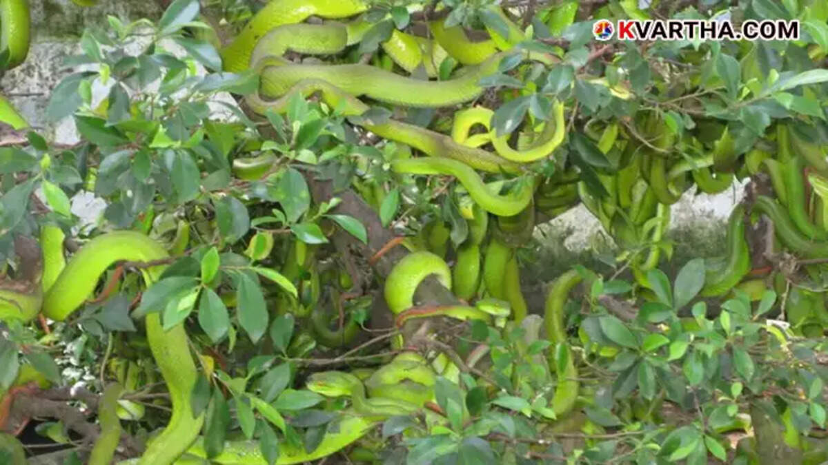  Vietnam's Dong Tam Snake Farm with king cobras and vipers