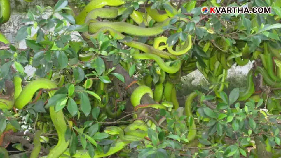 Vietnam's Dong Tam Snake Farm with king cobras and vipers