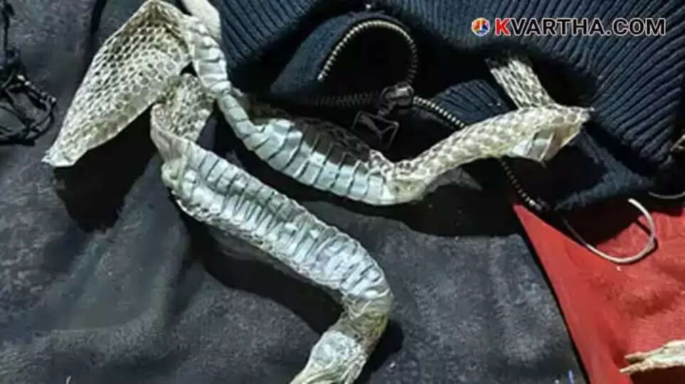 Bride Fakes Turning into Snake to Escape Wedding; Police Reveal Twist in UP