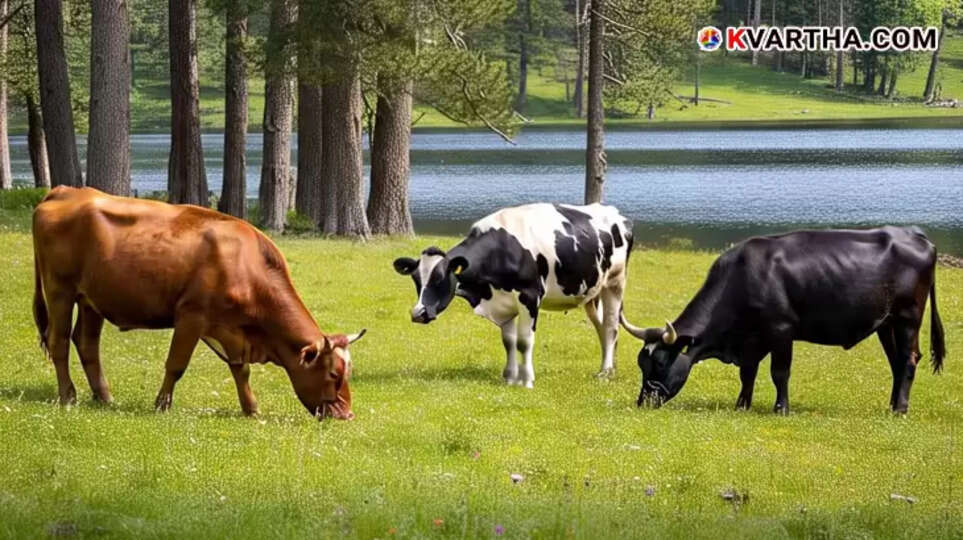  Innocent Cows Attacked with Chemical Substance in Kozhikode; Case Filed Against Perpetrators