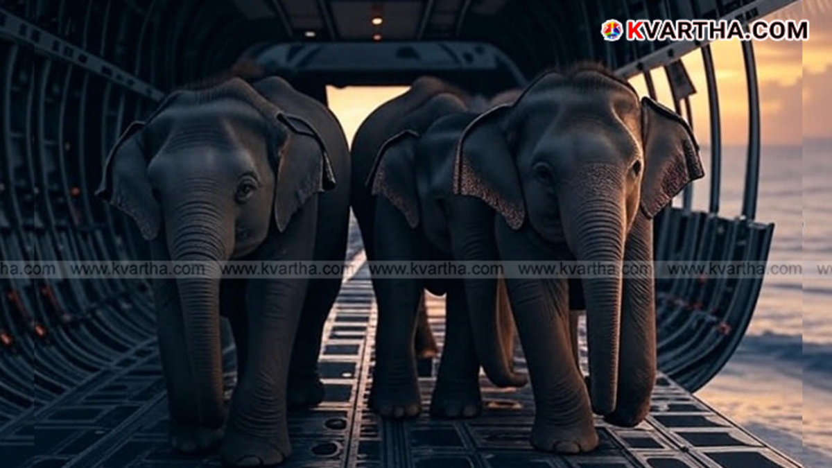 Elephants departing for Japan in a cargo crate.