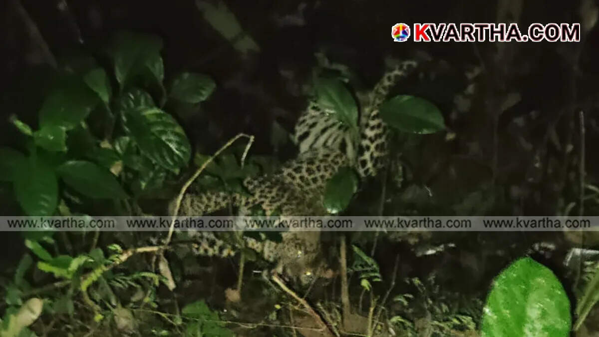 Leopard caught in wild boar trap at Maloor; Forest department to tranquilize