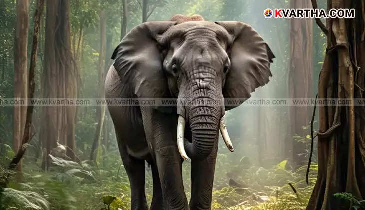 A wild elephant in a forest area, representing the human-wildlife conflict.