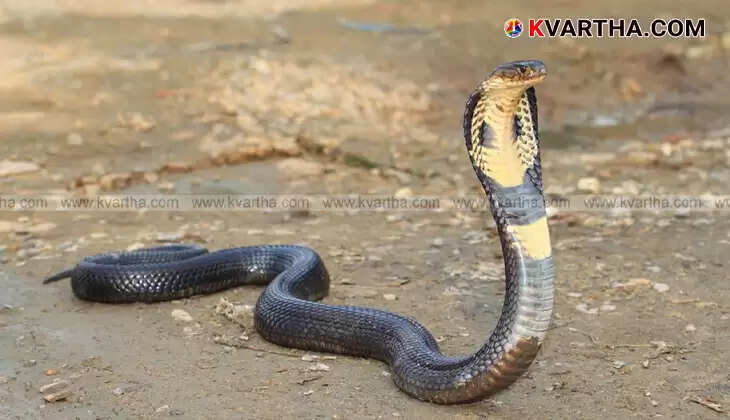 King Cobras Terrorize Kannur; Fear in Residential Areas