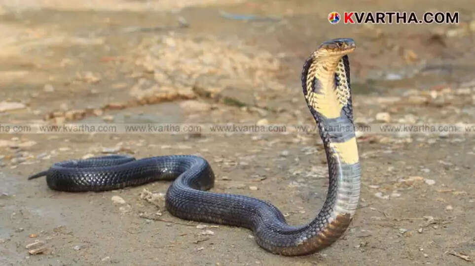 King Cobras Terrorize Kannur; Fear in Residential Areas