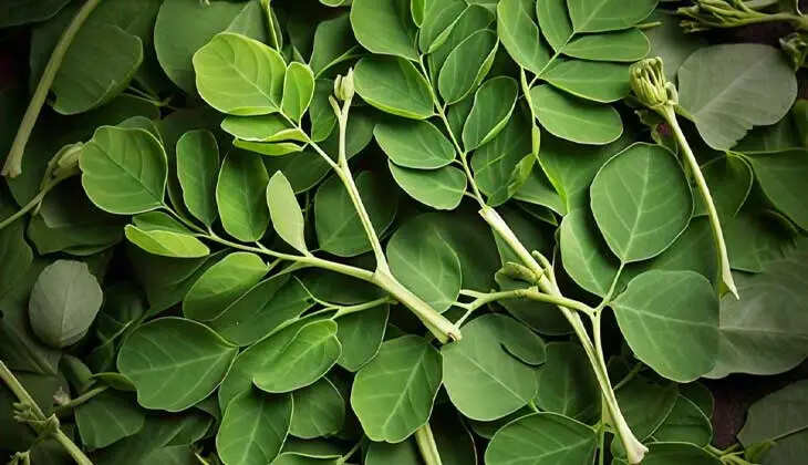 The Amazing Health Benefits of Moringa Leaves