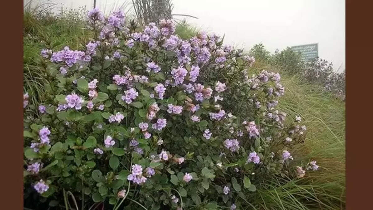 Visitor entry prohibited in Neelakurinji bloomed areas