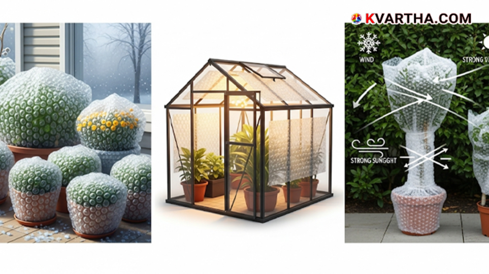 Bubble wrap used to cover and protect a plant in a garden.