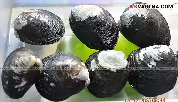 CMFRI scientists working on mangrove clam seed production technology.