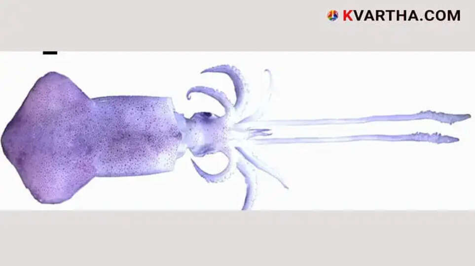 Scientists analyzed the DNA of an Indian squid