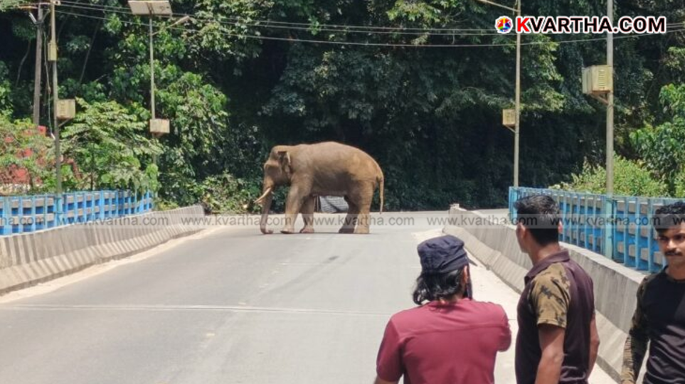 Wild elephant on Koottupuzha bridge in Kerala