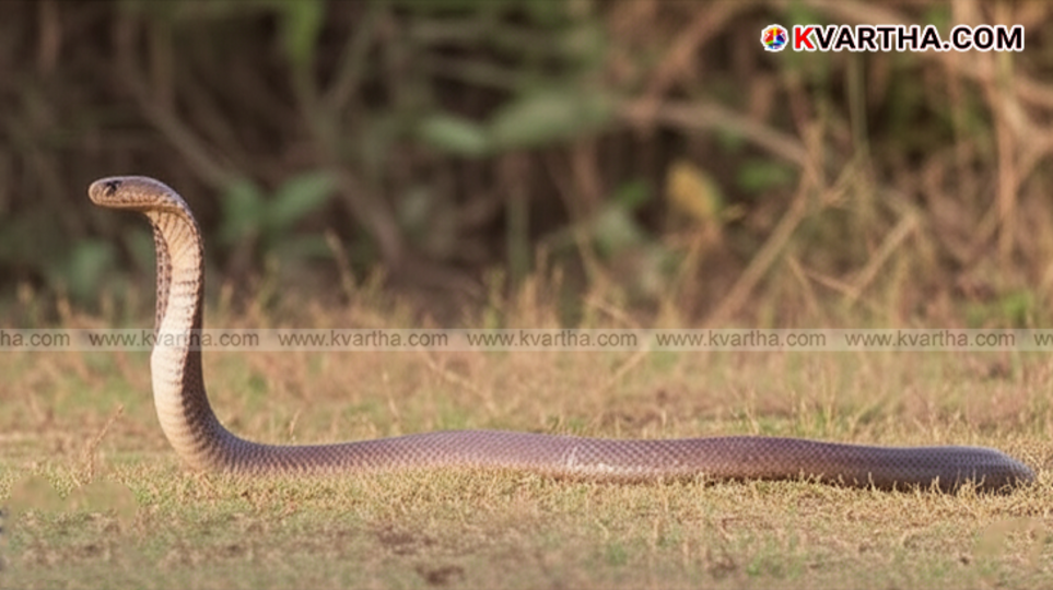 A snake coiled in natural habitat, representing World Snake Day.
