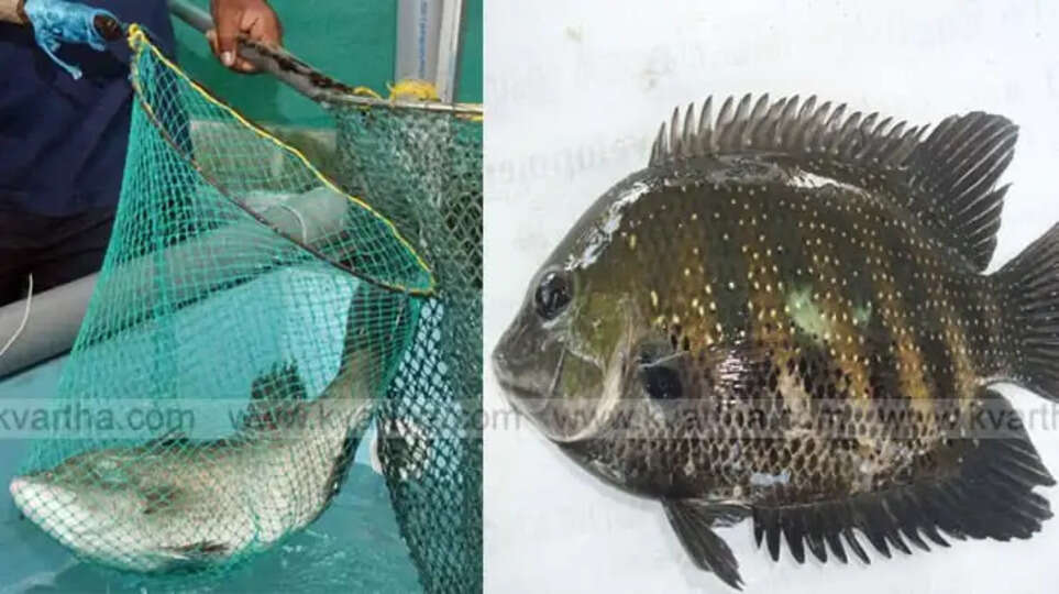 Live Fish Sale Event at CMFRI for Fresh Seafood