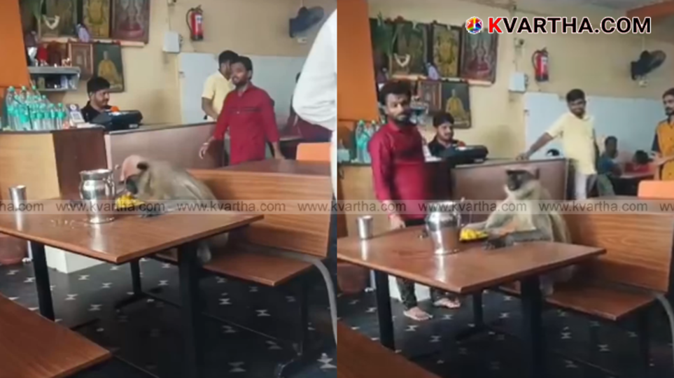 Monkey eating food at a hotel table