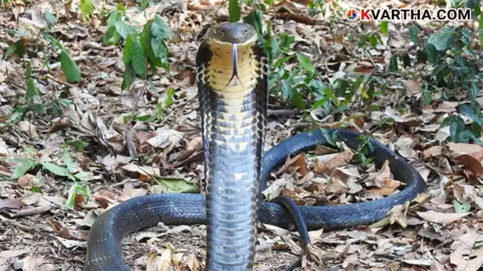 King Cobra is Actually Four Different Species