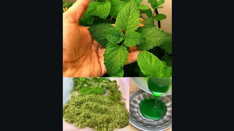 Fresh mint leaves