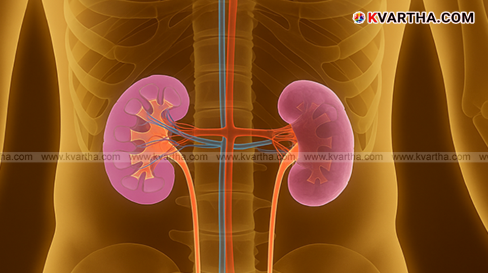 Image of human kidneys with health related elements