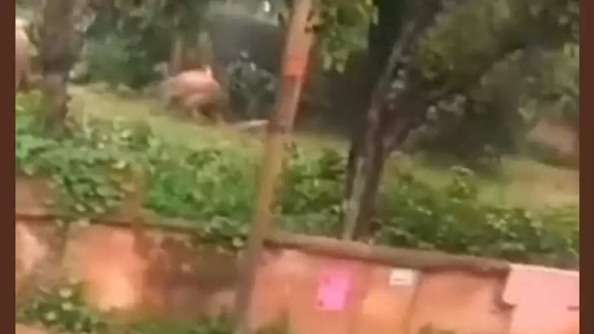 West Bengal: Elephant Attacked by 'Hula Party' With Flaming Iron Stick Dies,&nbsp;elephant, West Bengal, Jhargram, forest.