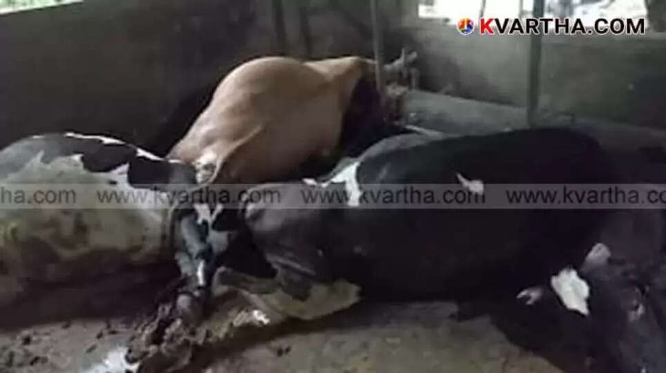 Five dead cows due to electrocution from a snapped power line in Chapparapadavu.