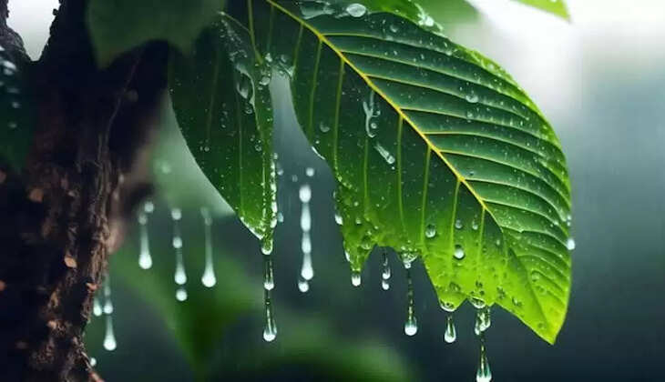 Thiruvananthapuram: Extremely heavy rain expected in Kerala, 2 districts Orange alert on June 25, Thiruvananthapuram News, Kerala, News, Thiruvananthapuram, Weather