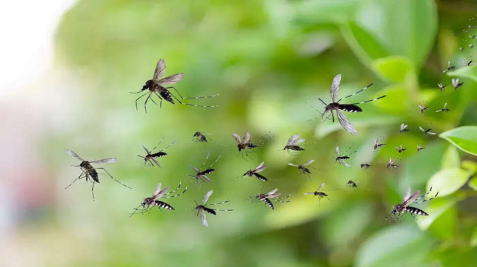 Why Mosquitoes Are A Serious Threat?