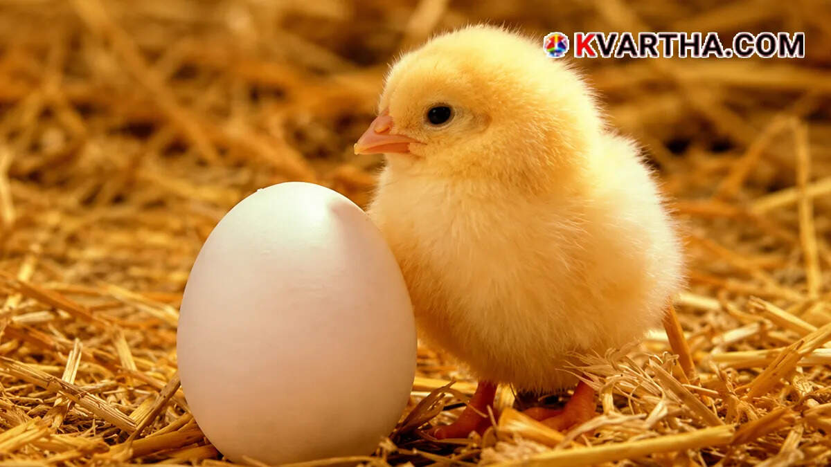 A symbolic image of a chicken egg representing rising prices.