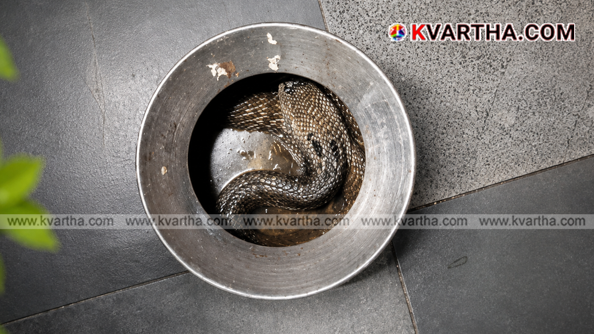 Representational image reflecting venomous cobra snake and kitchen context