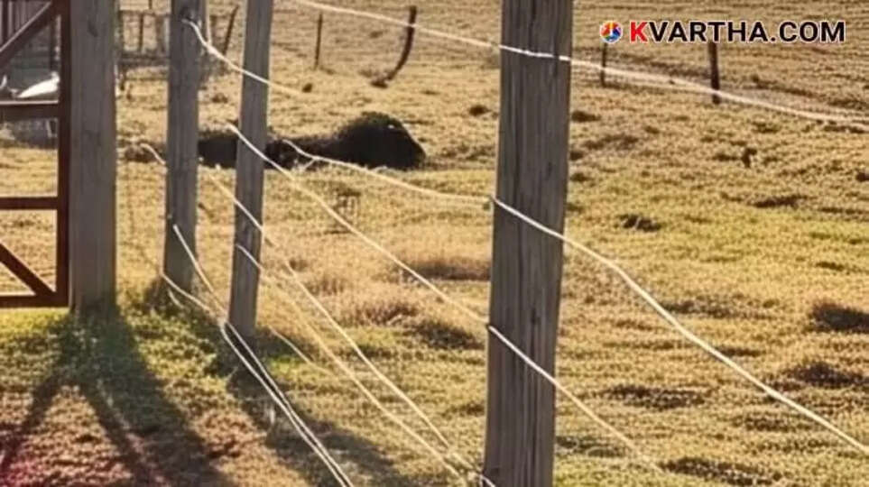 Image Representing Youth Arrested in Connection with Farmer's Death by Electrocution from Pig Trap in Alappuzha