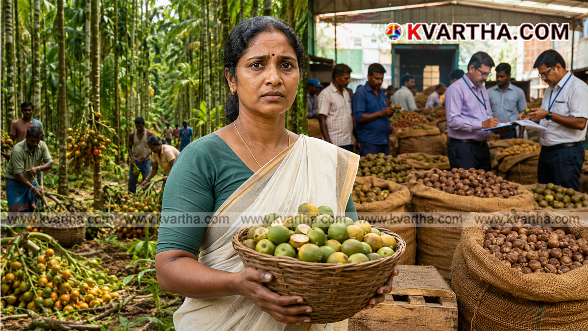 Conceptual image of arecanut farming and processing