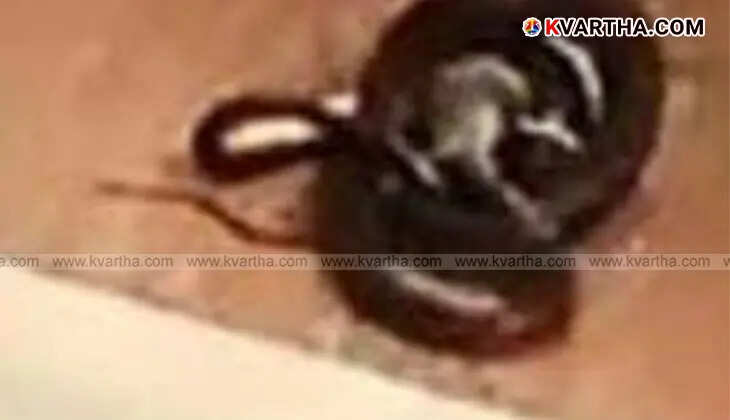 Cobra found in Kannur Medical College restroom