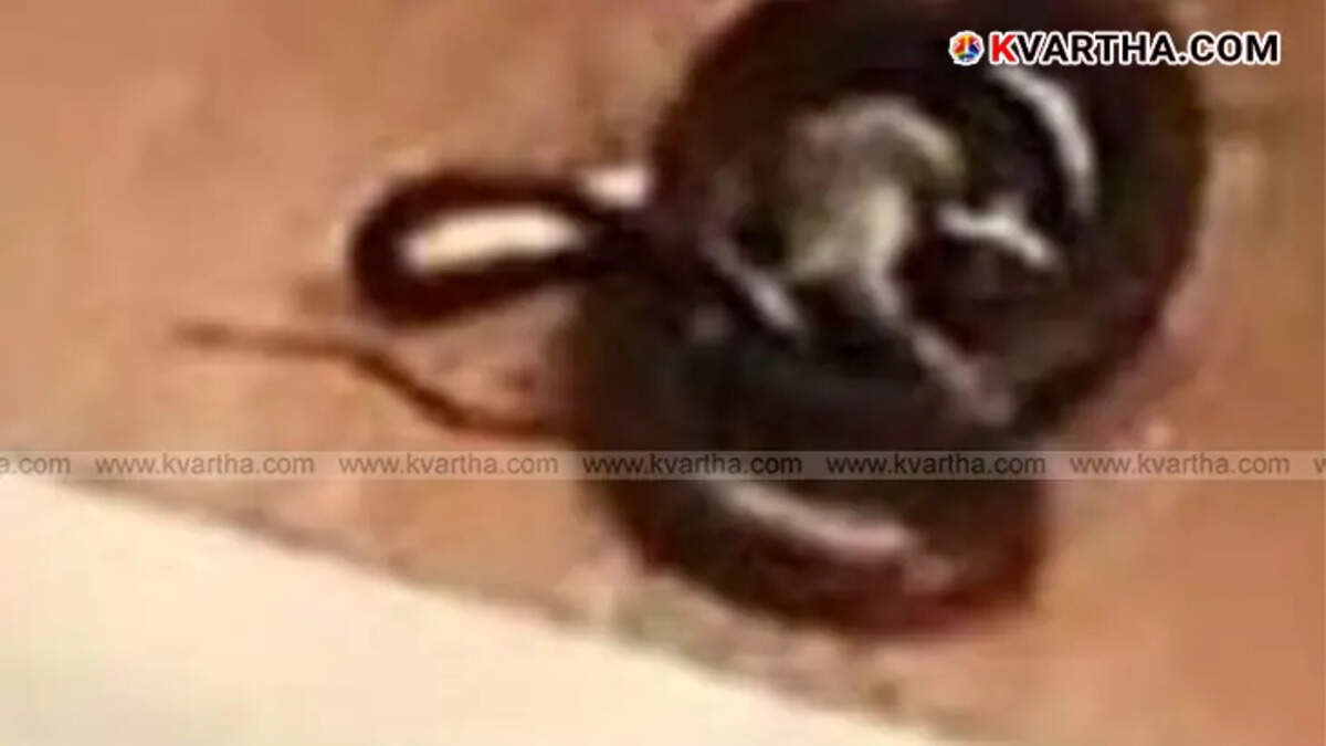 Cobra found in Kannur Medical College restroom