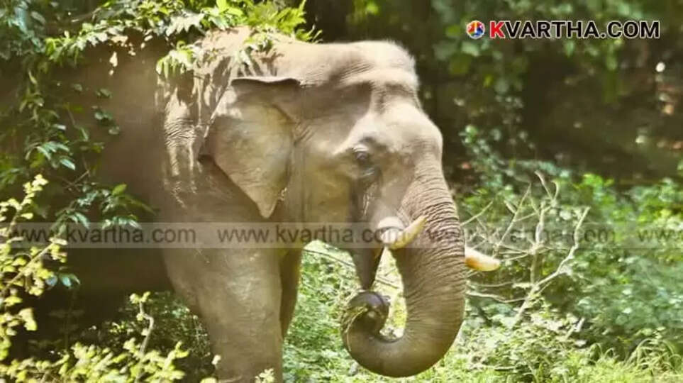 Palakkad Elephant 'PT 5' Tranquilized by Task Force for Treatment