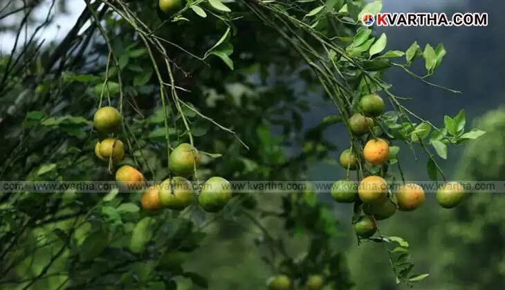 Vattavada: The Green Valley Offering a Treat to Tourists