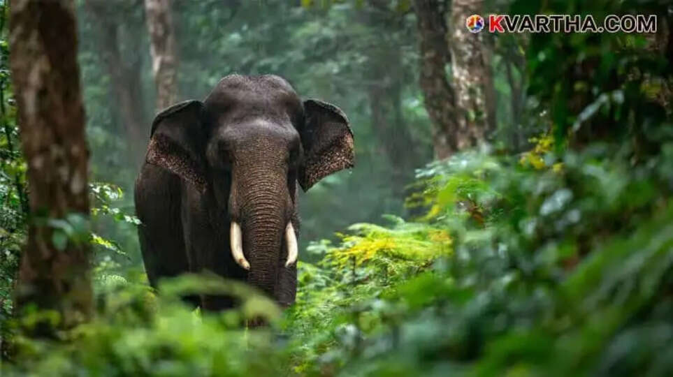  Image Representing Tragic death of woman in wild elephant attack in Wayanad; husband critically injured.
