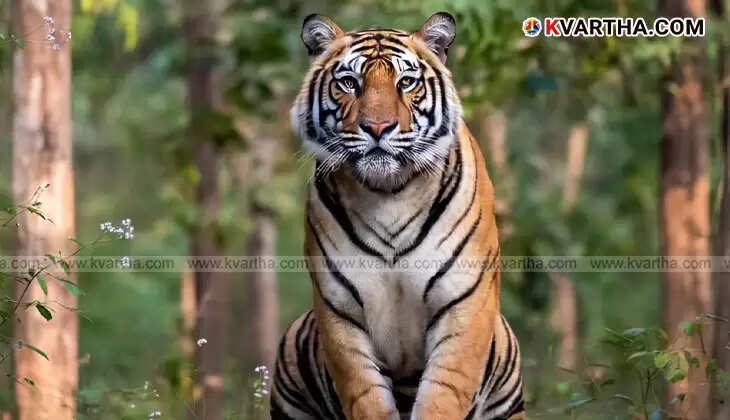 Surveillance camera set up in Kalikavu for tiger monitoring.