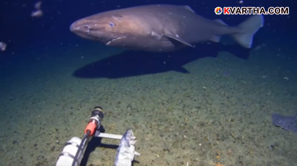 A large shark swimming in the deep, cold waters of the Antarctic ocean.